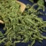 中药材伸筋草筋骨草新货透骨草舒筋草