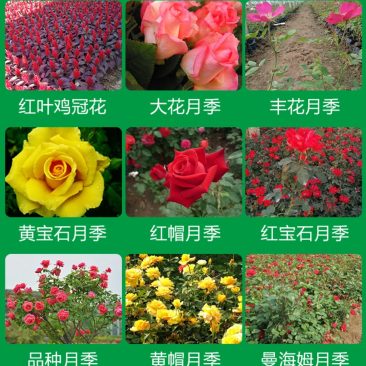 草花