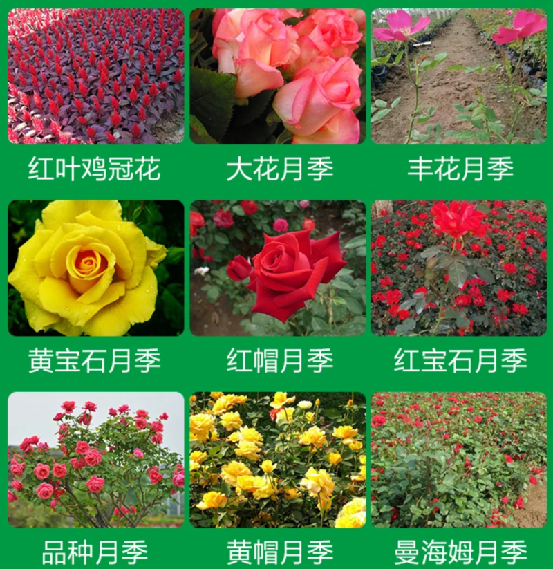 草花