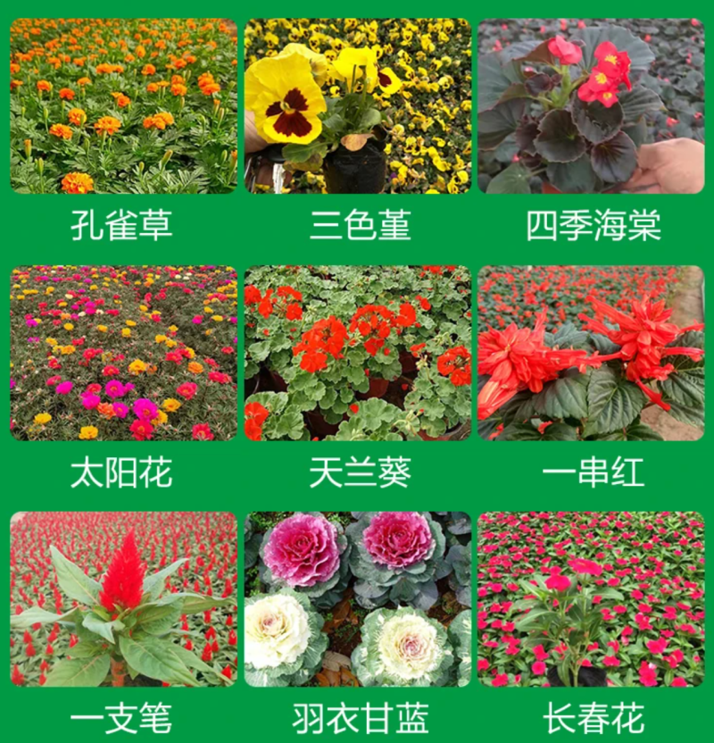 草花