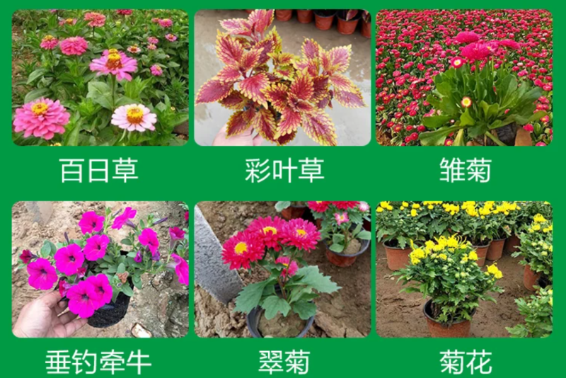 草花