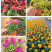 草花