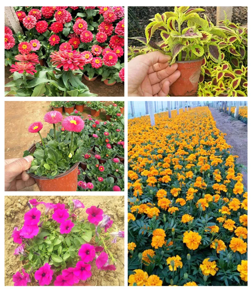 草花