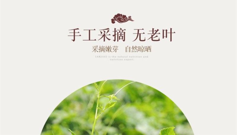 平利绞股蓝七叶绞股蓝
