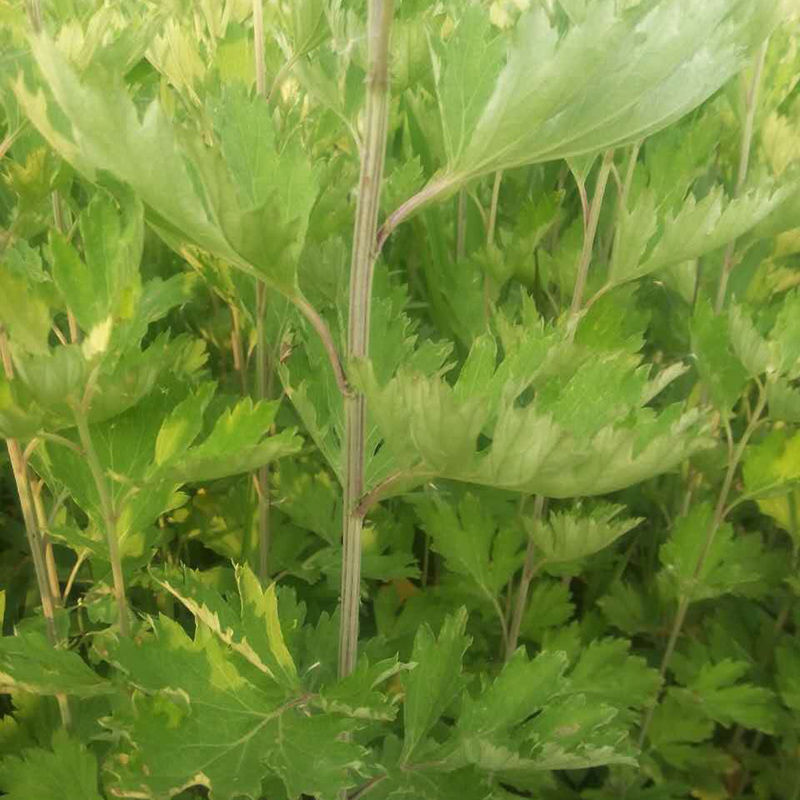 天然艾叶干艾草艾灸泡脚包去湿气泡澡艾叶中医包足浴粉