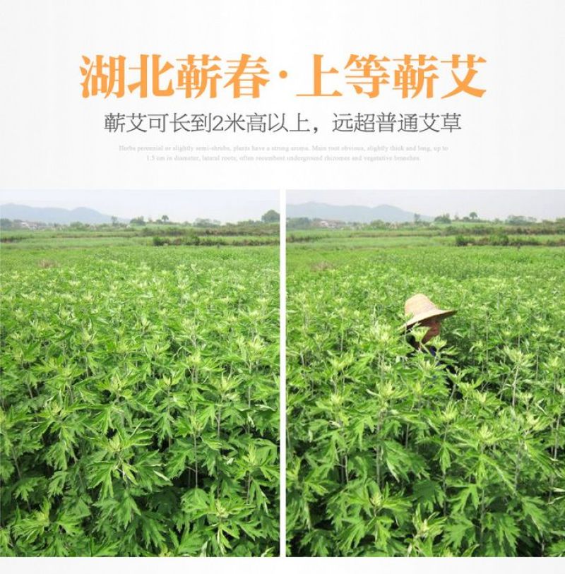 天然艾叶干艾草艾灸泡脚包去湿气泡澡艾叶中医包足浴粉