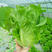 意大利生菜种子意冠全年耐抽苔生菜种子高产耐抽薹生菜种子