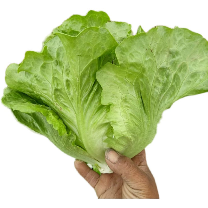 意大利生菜种子意冠全年耐抽苔生菜种子高产耐抽薹生菜种子