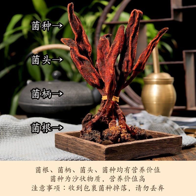 回春草野生顶天柱泡茶泡酒配方新货煲汤回春草泡茶鲜