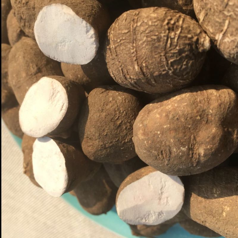 浙江三叶青野生新鲜中药材