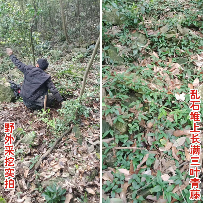 三叶青中药材金线吊葫芦蛇附子土经丸浙江三叶青干货