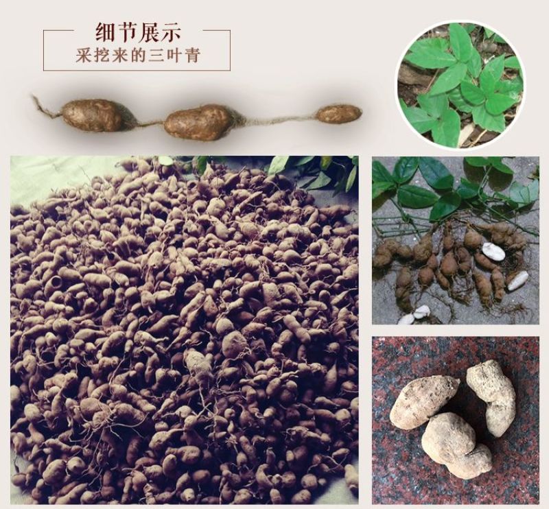 三叶青中药材金线吊葫芦蛇附子土经丸浙江三叶青干货