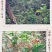 三叶青中药材金线吊葫芦蛇附子土经丸浙江三叶青干货