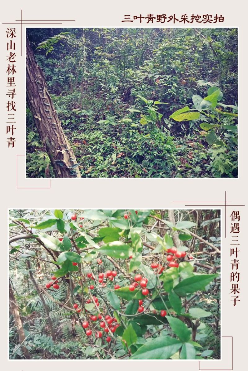 三叶青中药材金线吊葫芦蛇附子土经丸浙江三叶青干货