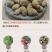 三叶青中药材金线吊葫芦蛇附子土经丸浙江三叶青干货