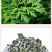 野生艾叶干艾草艾灸泡脚药包泡澡艾叶中医包足浴粉