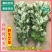 艾叶艾草整颗带杆端午挂门窗月子泡脚泡澡驱蚊虫野生艾草叶熏