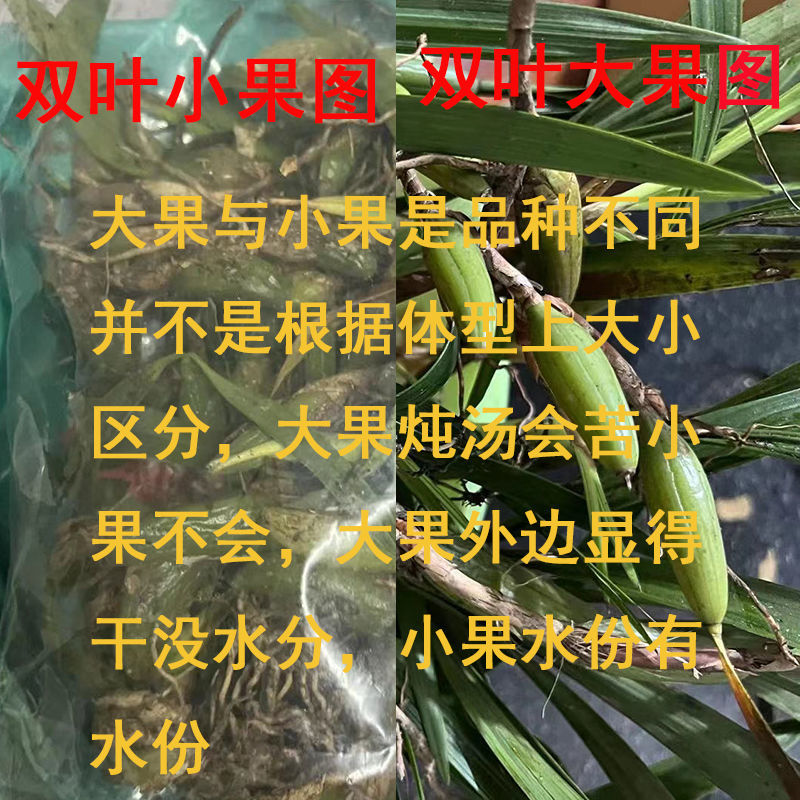 石橄榄新鲜石橄榄双叶石仙桃炖汤中小号福建石橄榄