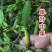 批发石橄榄新鲜潮州双叶小果石仙桃石岩珠煲汤炖汤