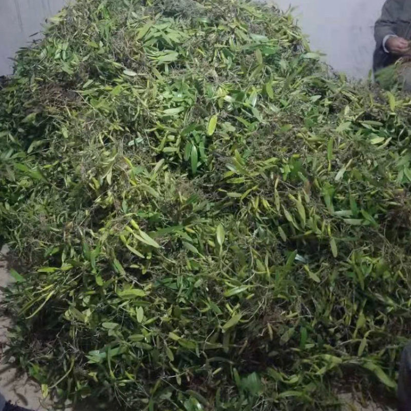 批发石橄榄新鲜潮州双叶小果石仙桃石岩珠煲汤炖汤