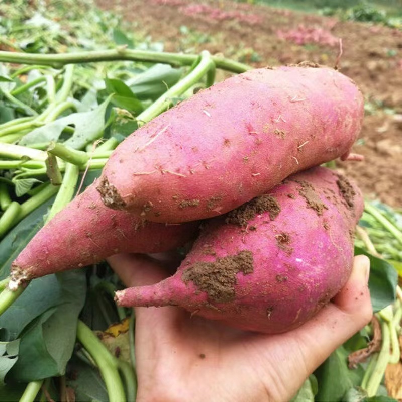 红薯批发香甜可口济薯26沙地红薯自种商用红薯基地新鲜现挖