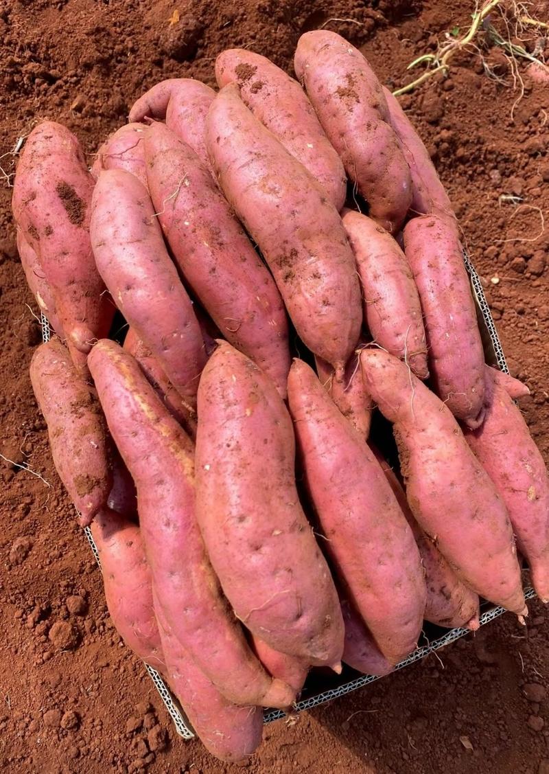 红薯批发香甜可口济薯26沙地红薯自种商用红薯基地新鲜现挖