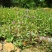 野生夏枯草中药夏枯草整颗白毛夏枯草茶夏枯草泡茶夏枯草散装