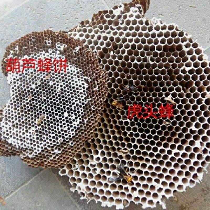 云南野生中药材蜂房胡蜂巢马蜂窝露蜂房硬蜂房块状