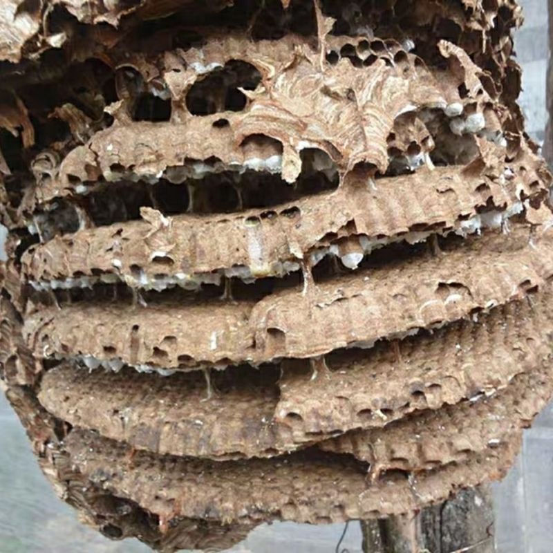 云南野生中药材蜂房胡蜂巢马蜂窝露蜂房硬蜂房块状
