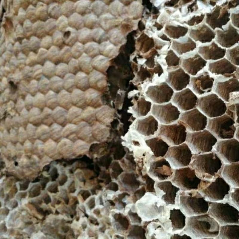 云南野生中药材蜂房胡蜂巢马蜂窝露蜂房硬蜂房块状