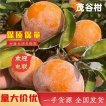 【柑桔】广西茂谷柑大量供应可视频现摘现发