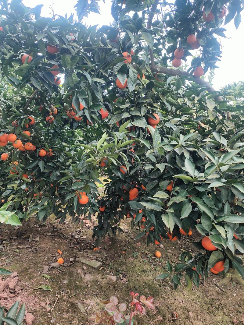 长寿湖精品血橙大量上市中一手货源价格优惠对接全国客商