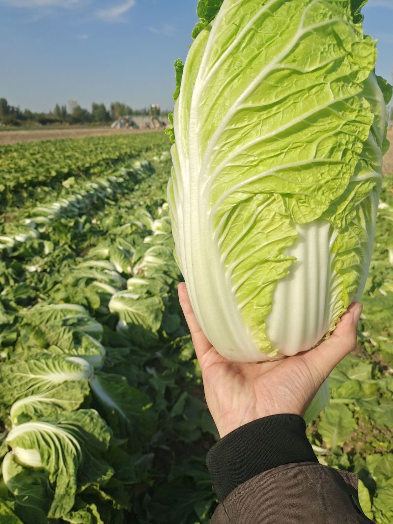 黄心白菜精品白菜质量保证诚信为本视频看货，欢迎来电