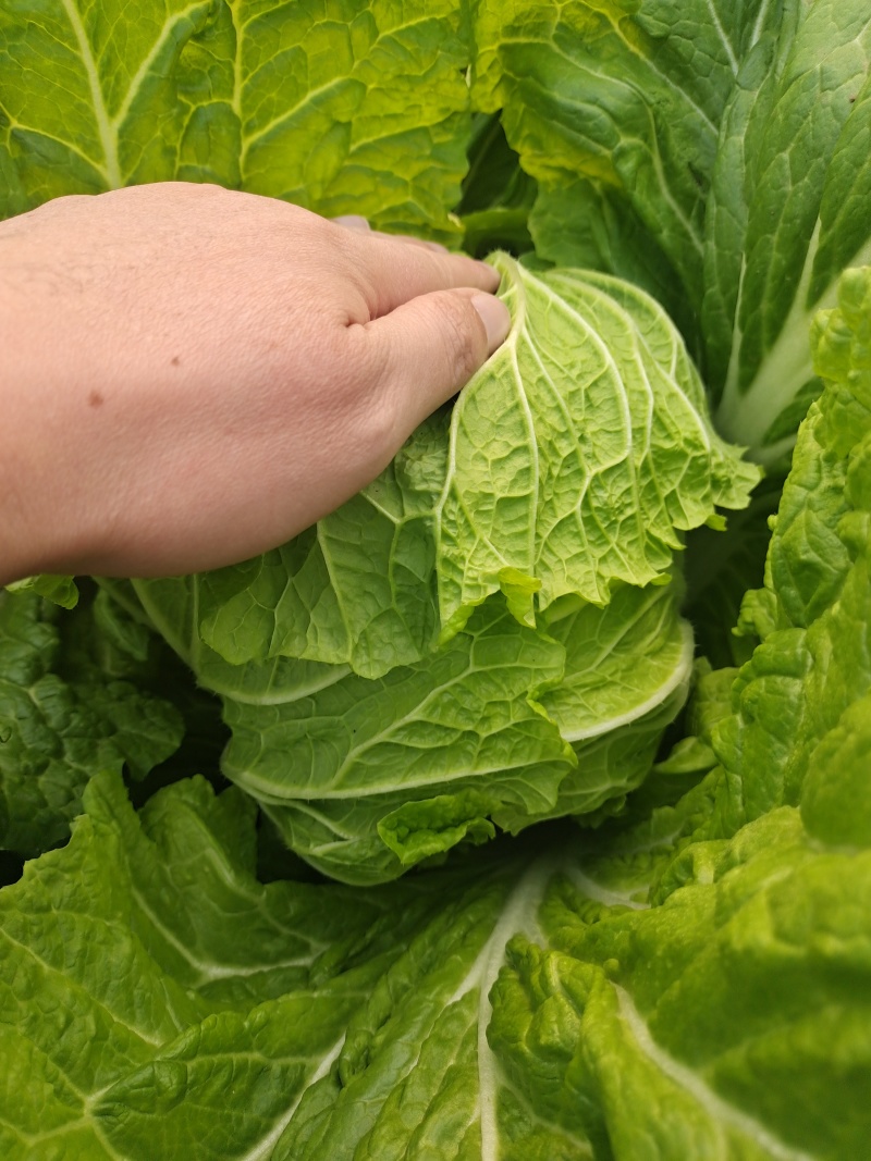 黄心白菜精品白菜质量保证诚信为本视频看货，欢迎来电