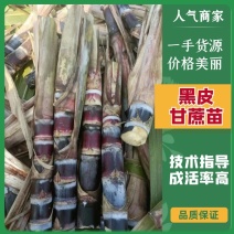 广西黑皮甘蔗种苗脱毒苗黄皮种苗适合北方种植包技术指导