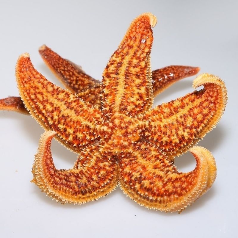 海星泡酒料海星干海盘车海星干货50g滋补煲汤泡酒