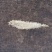 青岛小土鳘野生鳘鱼鳔孕期惊吓厚实红岛凤尾赤嘴鮸鳘鱼胶花胶