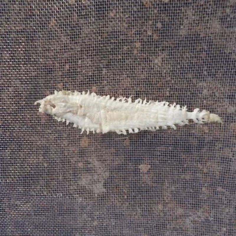 青岛小土鳘野生鳘鱼鳔孕期惊吓厚实红岛凤尾赤嘴鮸鳘鱼胶花胶