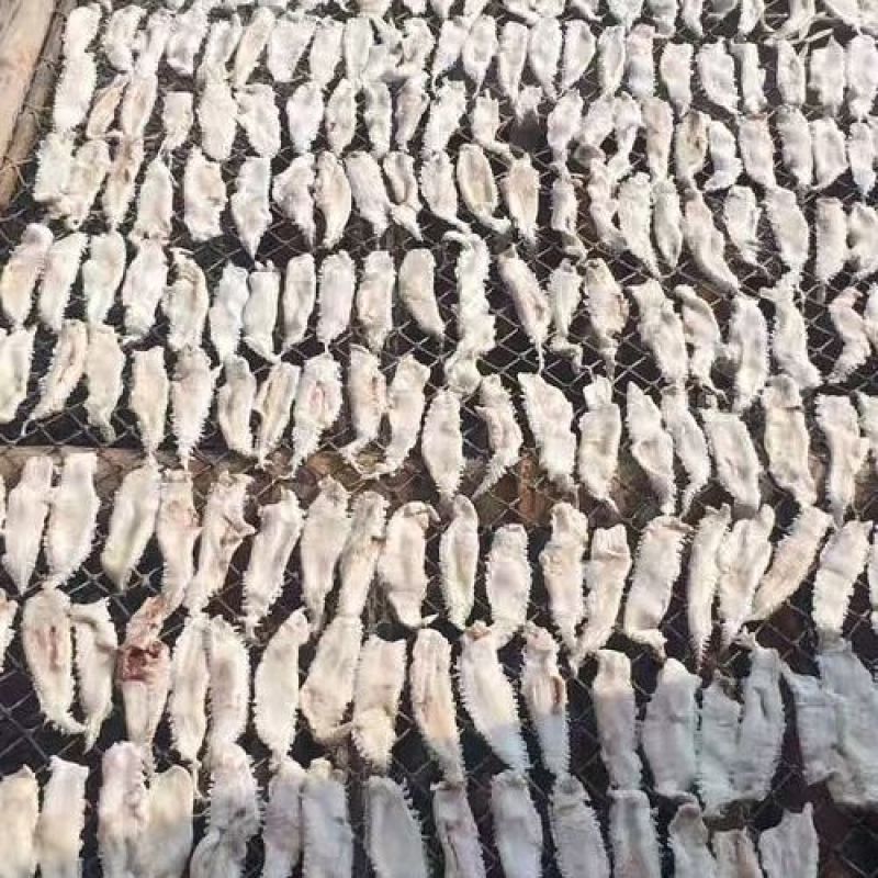 青岛小土鳘野生鳘鱼鳔孕期惊吓厚实红岛凤尾赤嘴鮸鳘鱼胶花胶