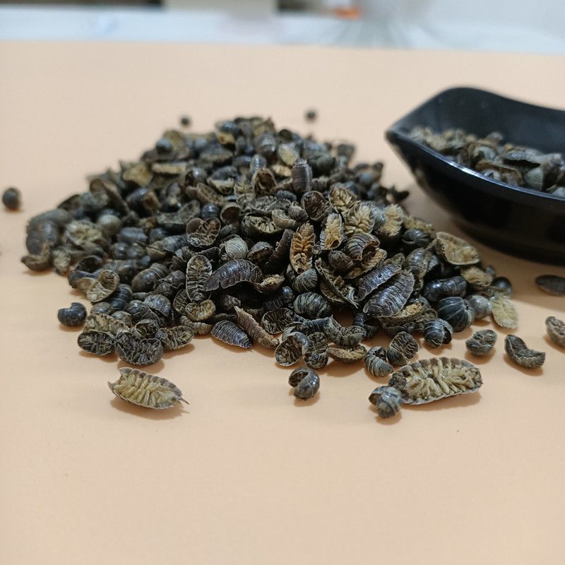 鼠妇虫中药材野生鼠妇虫潮虫