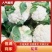 【推荐产地精品有机松花菜青面白梗产地直发质优价廉