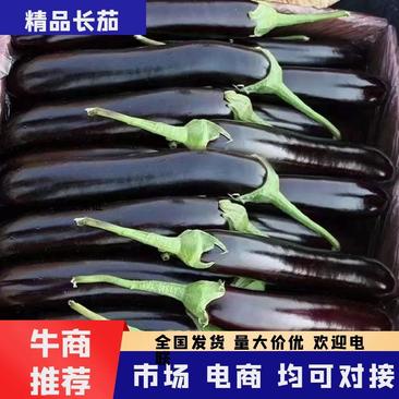 黑长茄子辽宁绥中产区一年四季都有货电商平台都可以市场商