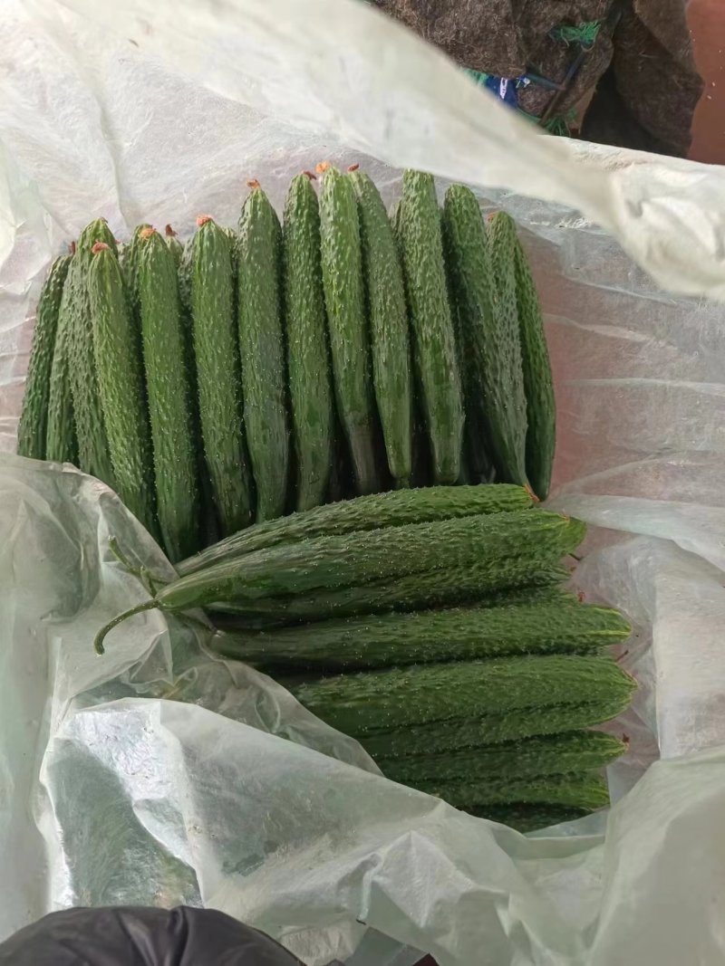 【实力供货】密刺黄瓜可对接商超市场团购量大从优可视频看货