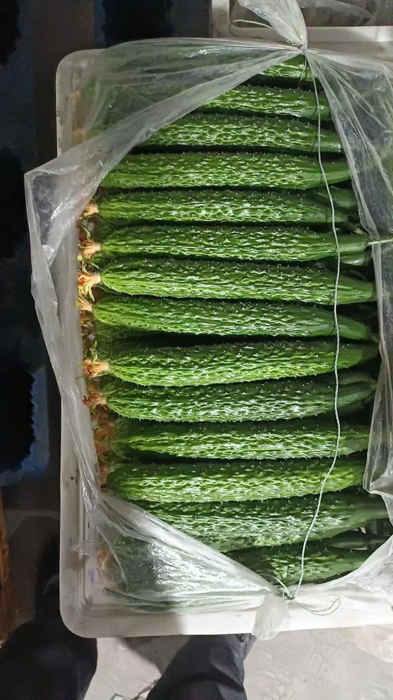 【优选】密刺黄瓜可对接商超市场团购量大从优可视频看货