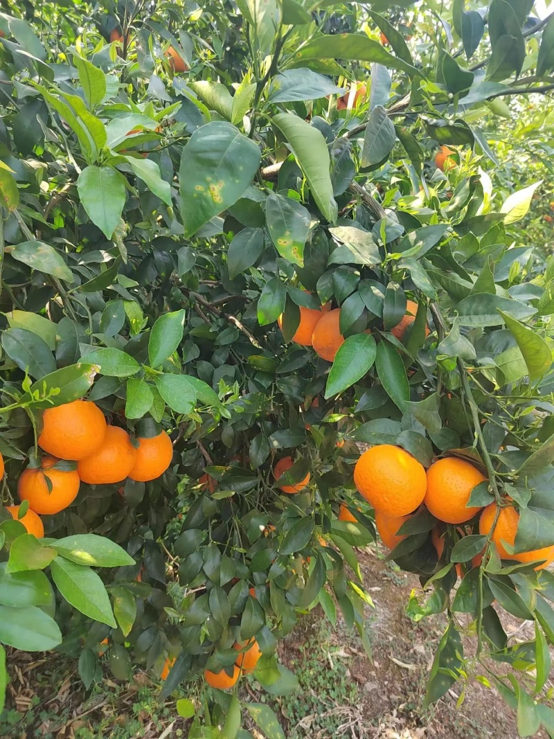 【热卖】云南沃柑精品沃柑糖分足口感好现摘现发保质保量