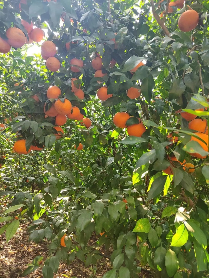 【热卖】云南沃柑精品沃柑糖分足口感好现摘现发保质保量