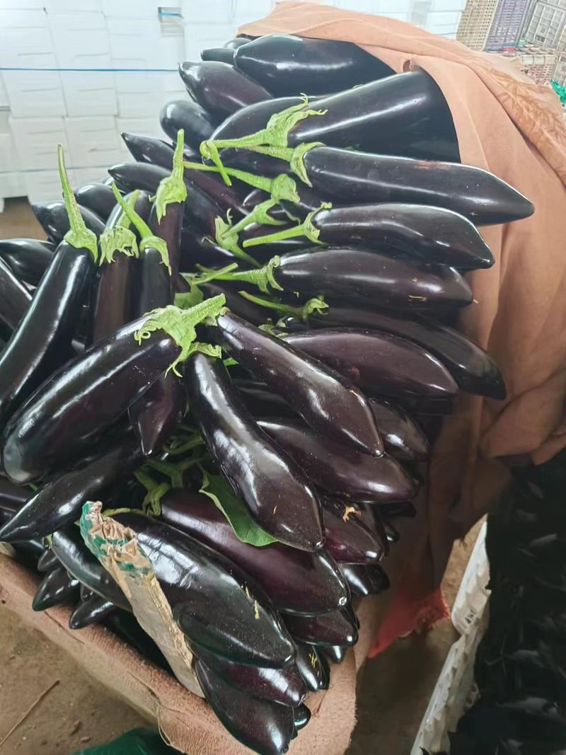精品紫茄子海城长茄批发一条龙服务量大从优