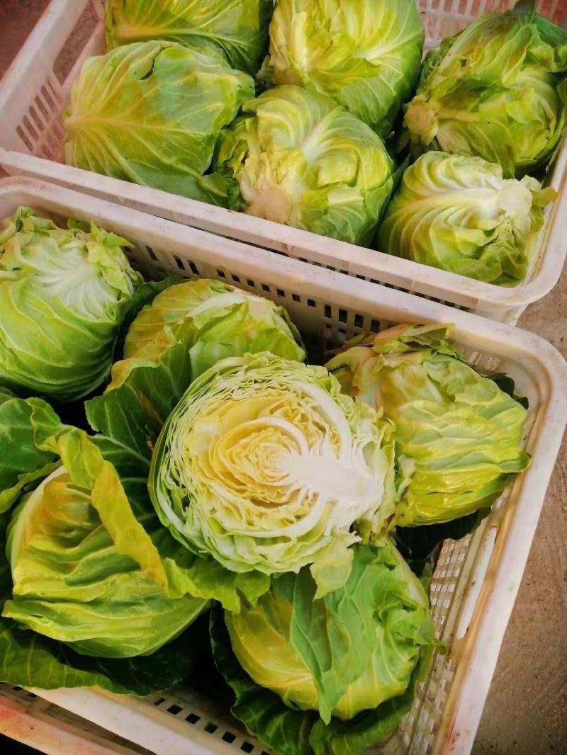 【实力商家】推荐精品甘蓝大量有货产地直发价优代发
