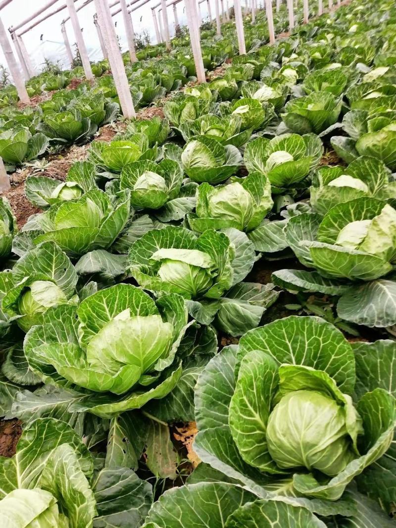 【实力商家】推荐精品甘蓝大量有货产地直发价优代发