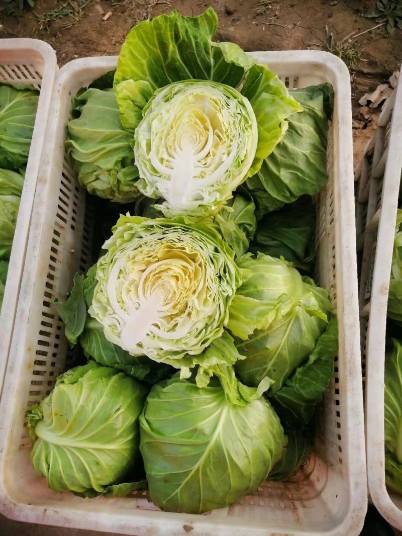 【实力商家】推荐精品甘蓝大量有货产地直发价优代发